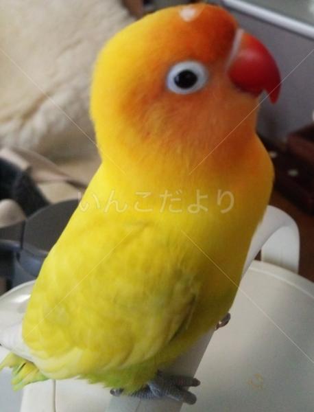 迷い鳥の写真