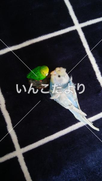 迷い鳥の写真