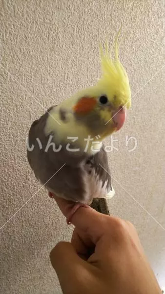 保護鳥の写真
