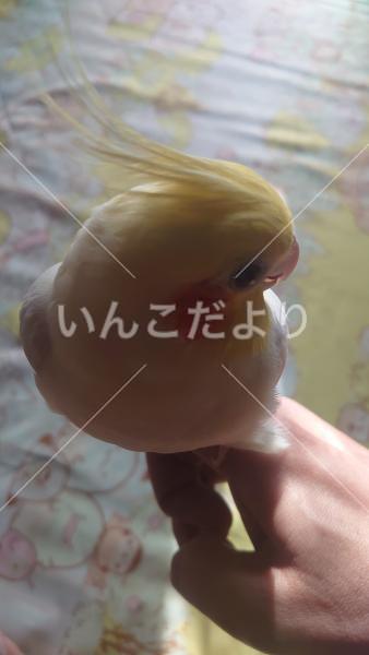 迷い鳥の写真