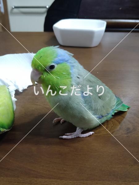 迷い鳥の写真