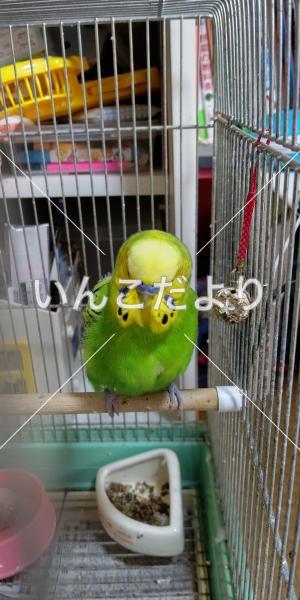 迷い鳥の写真