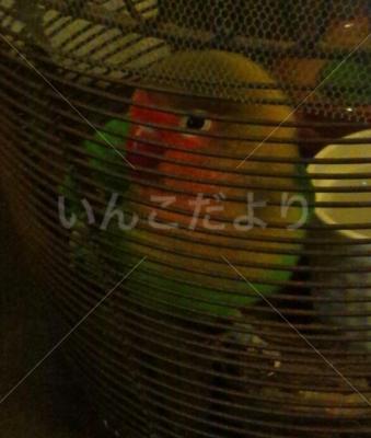 保護鳥の写真