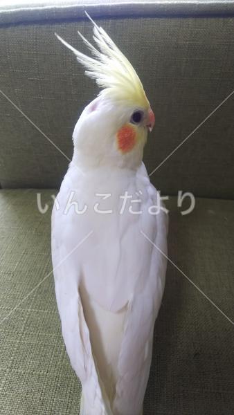 迷い鳥の写真