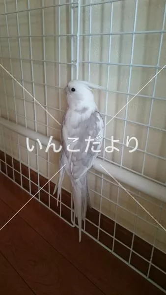 保護鳥の写真
