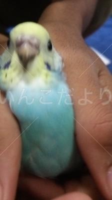 保護鳥の写真