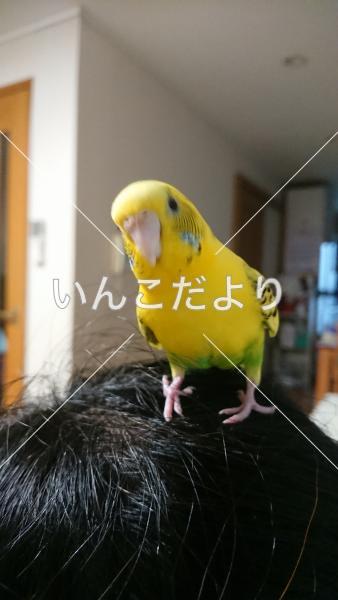 迷い鳥の写真