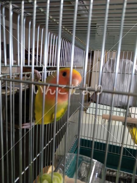 保護鳥の写真