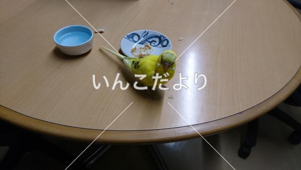 保護鳥の写真