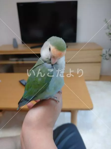 保護鳥の写真