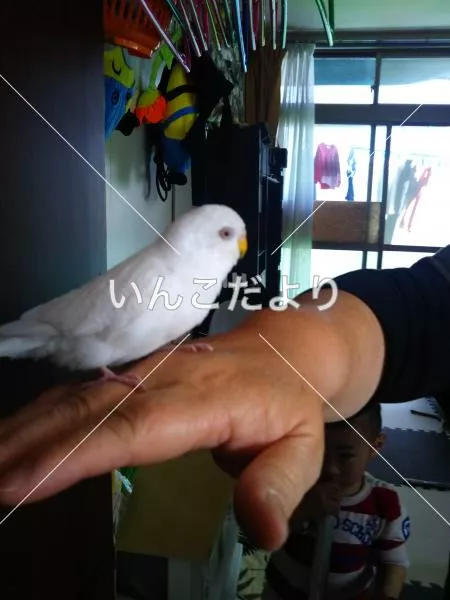 保護鳥の写真