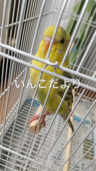 保護鳥の写真