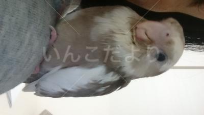 迷い鳥の写真