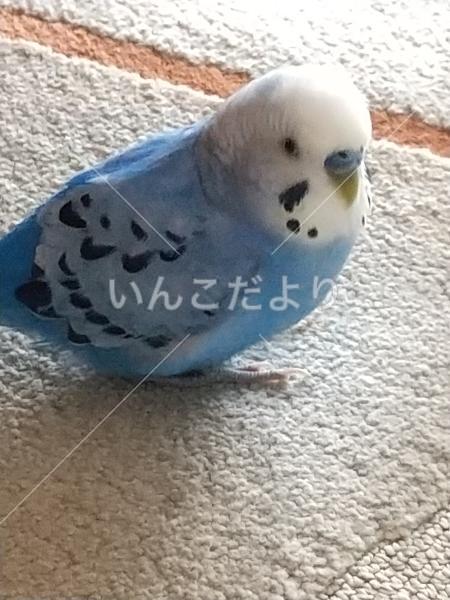 迷い鳥の写真