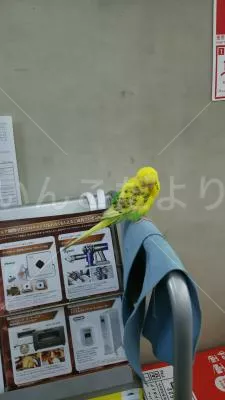 保護鳥の写真