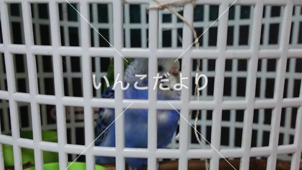 保護鳥の写真