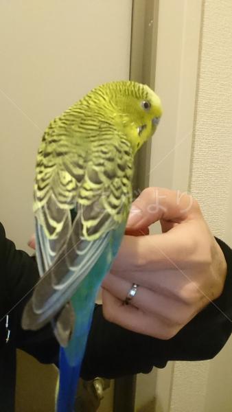 保護鳥の写真