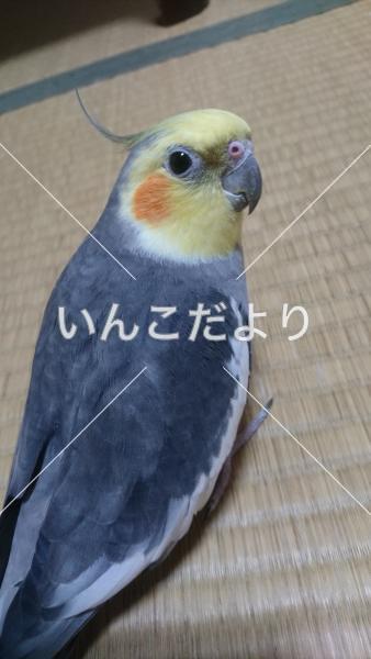 迷い鳥の写真