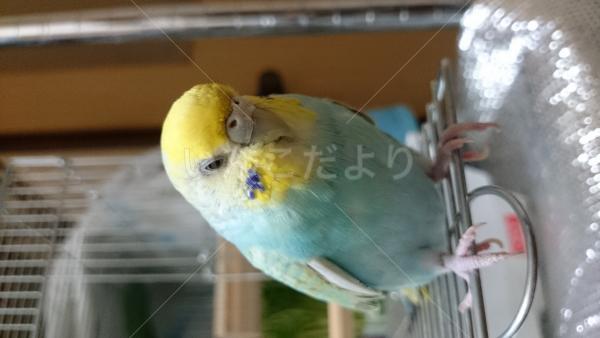 迷い鳥の写真