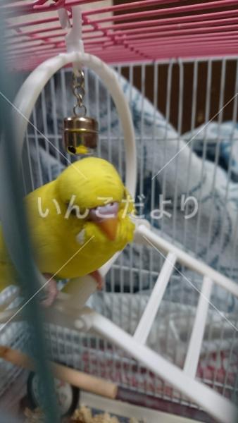 迷い鳥の写真