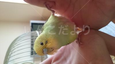 迷い鳥の写真
