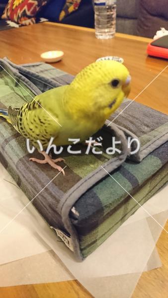 迷い鳥の写真