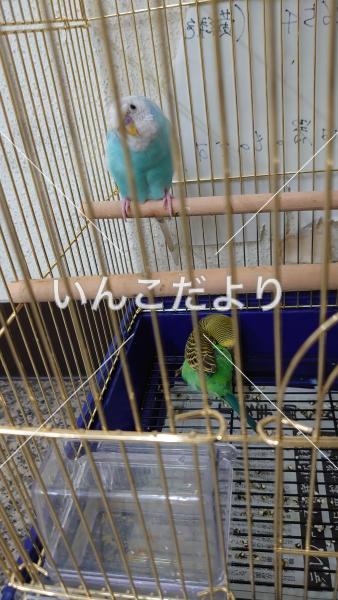 保護鳥の写真