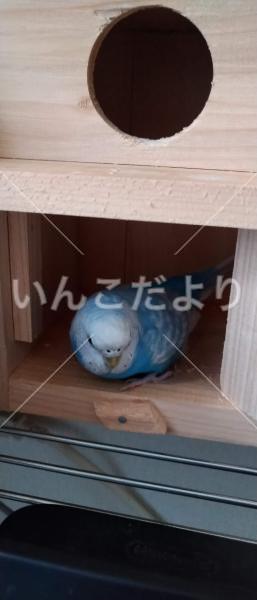 迷い鳥の写真