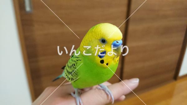 迷い鳥の写真