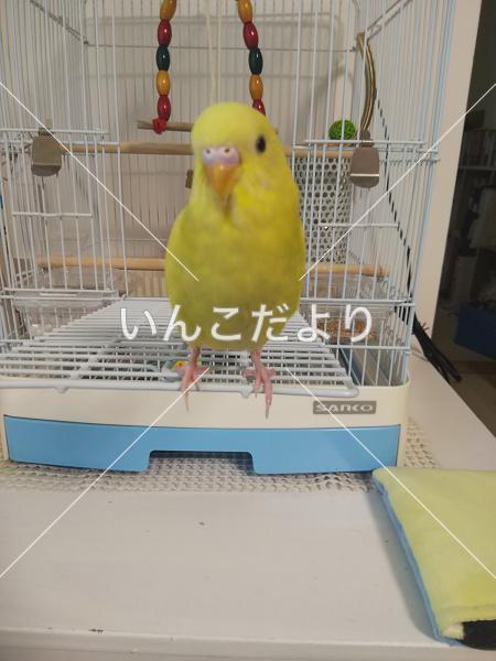 迷い鳥の写真