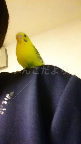 迷い鳥の写真