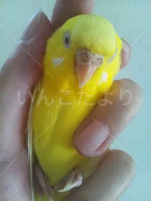 保護鳥の写真