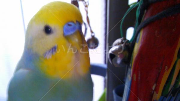 迷い鳥の写真