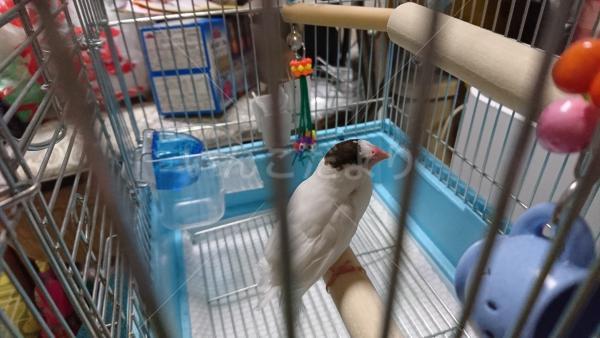 保護鳥の写真