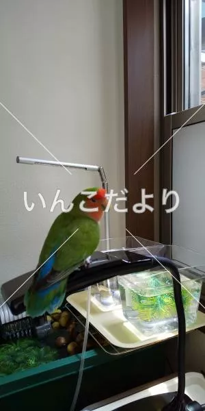 迷い鳥の写真