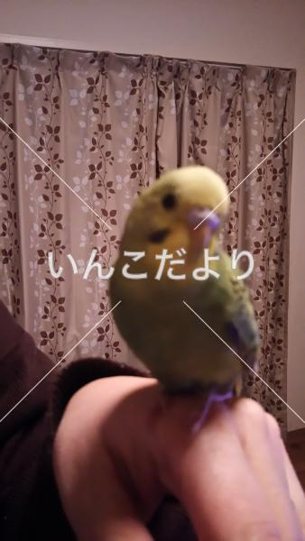 迷い鳥の写真