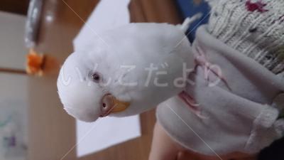迷い鳥の写真