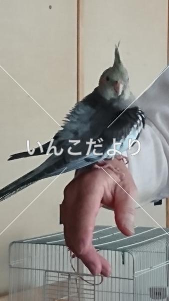 迷い鳥の写真
