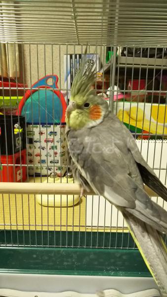 保護鳥の写真