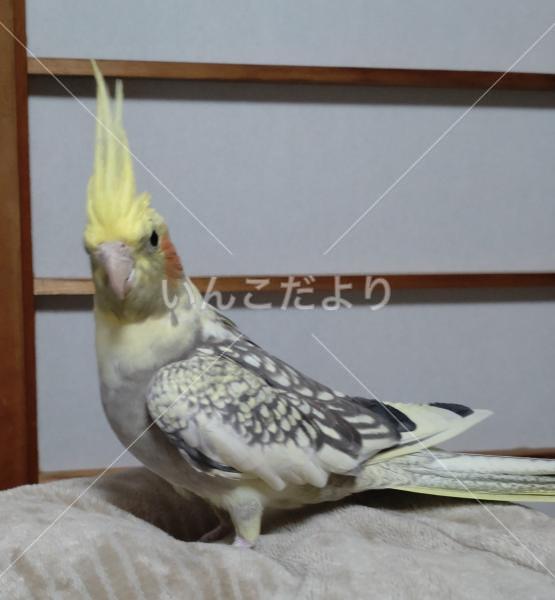 迷い鳥の写真