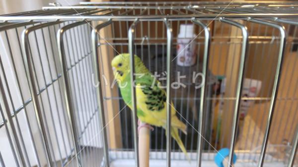 保護鳥の写真