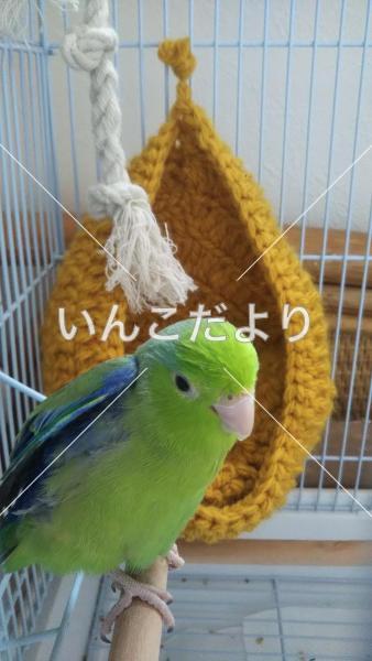 迷い鳥の写真