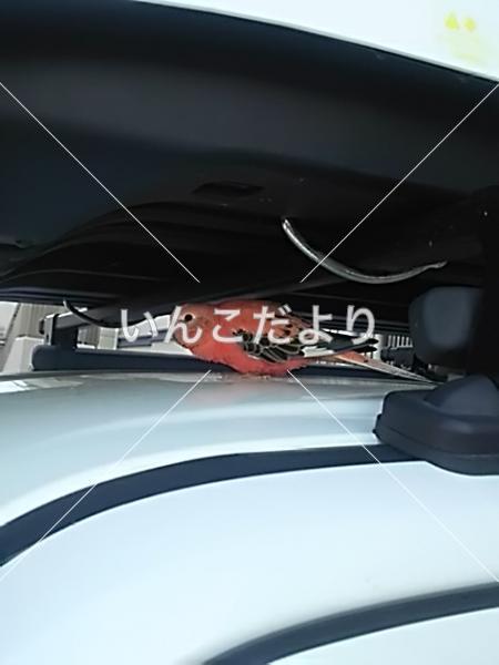 保護鳥の写真