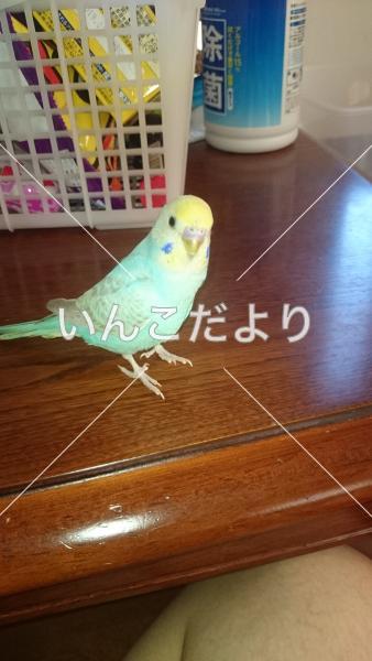 迷い鳥の写真