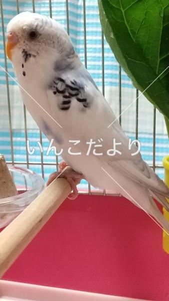 保護鳥の写真