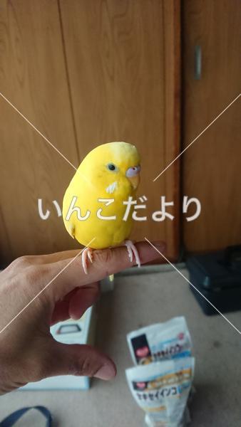 迷い鳥の写真