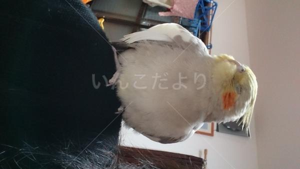 迷い鳥の写真