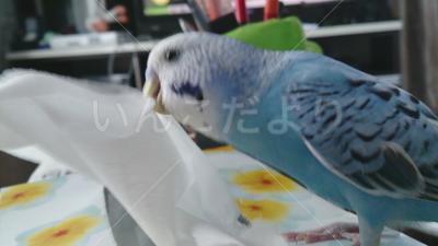 迷い鳥の写真