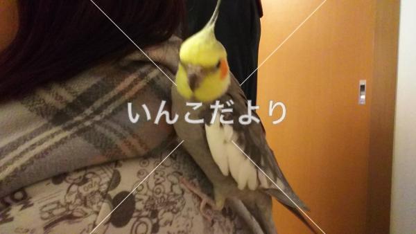 迷い鳥の写真