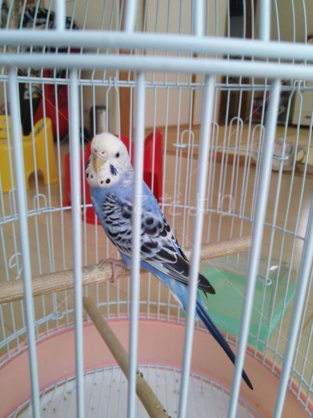 保護鳥の写真